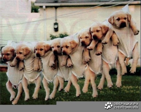 ������, ��������� :)