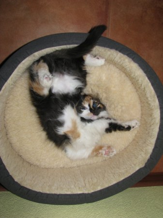 �������������� ������� ���� (5 ����)