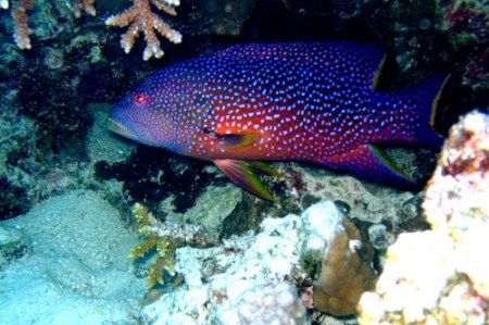 ��� �������� ������ ��� (����� 1)