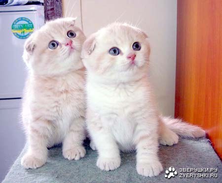 ������� � ��������� :)