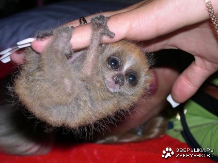 ����� ����� :)