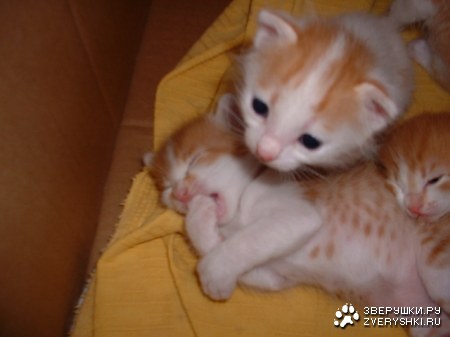 ����� ������� :)