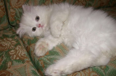 ��������� ������� ������ ��� ������ ������ (5 ����)