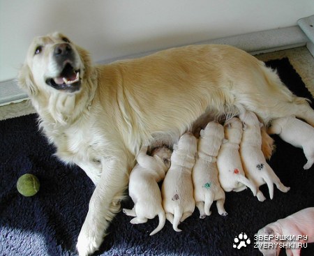 ���������� ������� :)