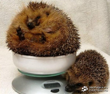 ����� (20 ����������)