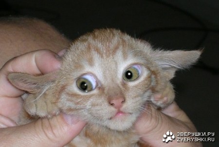 ����� �����! :)