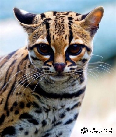 ������ (6 ����)