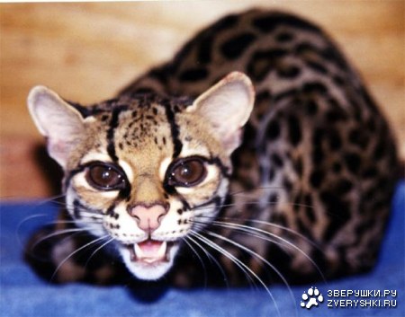 ������ (6 ����)