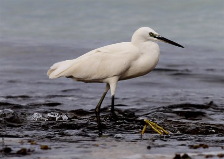 � ����� ;)