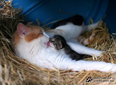 �������� ������� :)