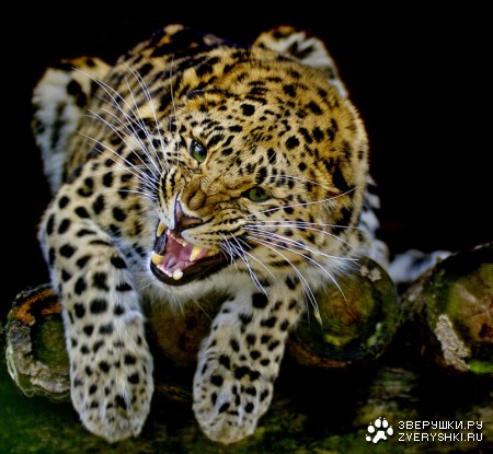 � �������, � �� �����... :)