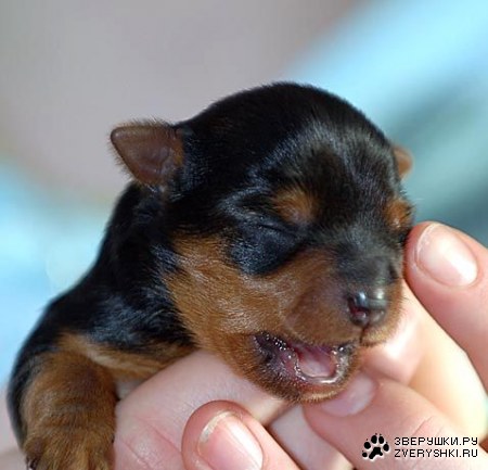 ������ (10 ����������)