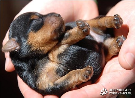 ������ (10 ����������)