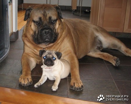 ������ ������ :)