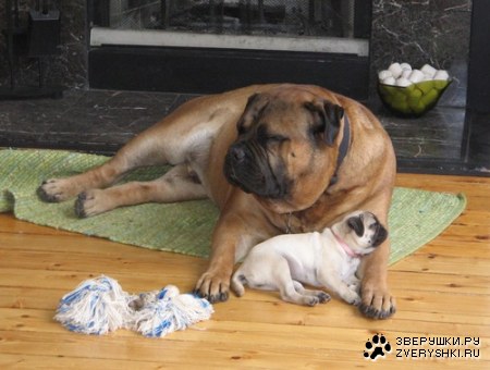 ������ ������ :)