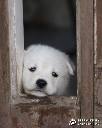 ������ �������� (12 ����)