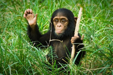 ������ �������� (12 ����)