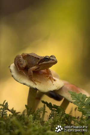 ������ �������� (12 ����)