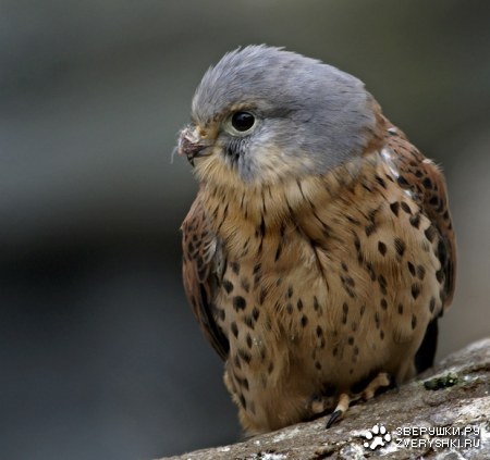 ������ �������� (12 ����)