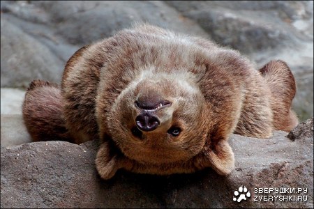 ������ �������� (12 ����)