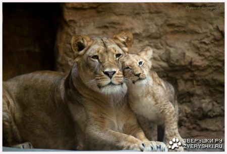 ������ �������� (12 ����)