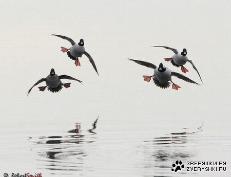 ������ �������� (12 ����)