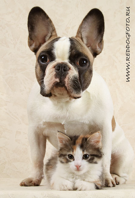 Друзья - котенок Муся и бульдог Луиза (5 фото)