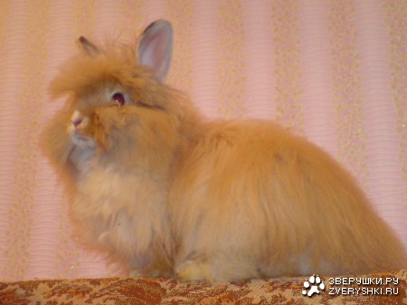 ��� �������� :)