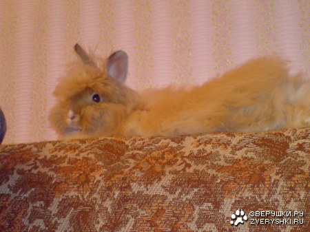 ��� �������� :)