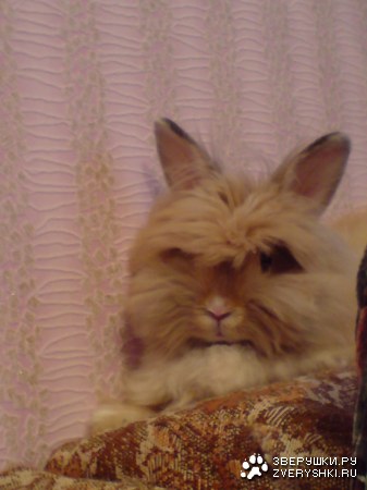 ��� �������� :)