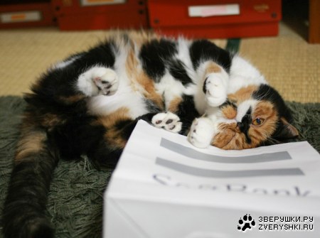 �������������� �������� ����� (22 ����)