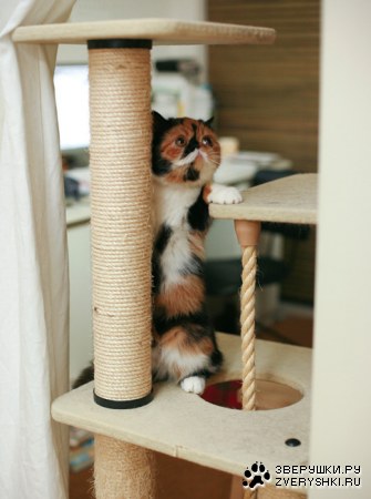 �������������� �������� ����� (22 ����)