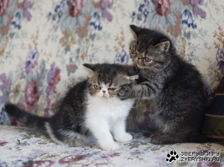 ���� �������, ����! :)