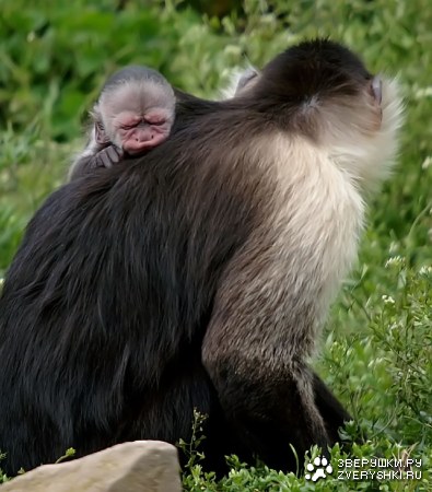 ������ �������� (4 ����)