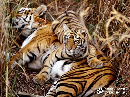 �������� ��������� :)