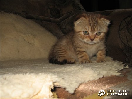 ���� ���� :)