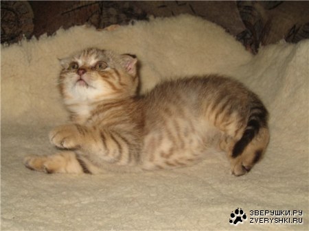 ���� ���� :)