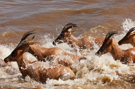 ����������� - ���� ������� ;)