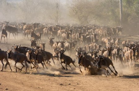 ����������� - ���� ������� ;)