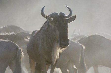 ����������� - ���� ������� ;)