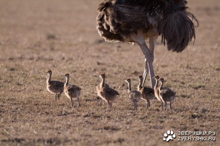 ����������� - ���� ������� ;)