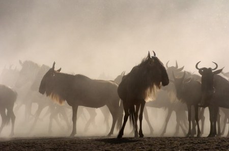 ����������� - ���� ������� ;)