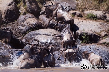 ����������� - ���� ������� ;)