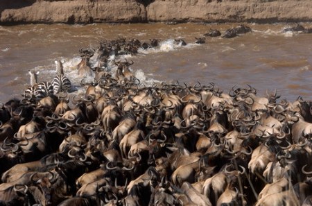 ����������� - ���� ������� ;)