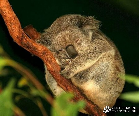 ������� ��� (17 ����������)