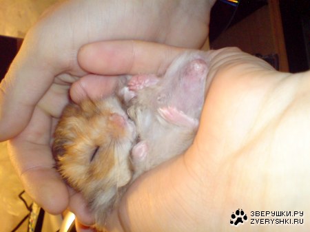 �������� ����� (5 ����)