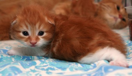 ����� ������� (9 ����������)