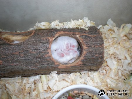 ������� ����� :)