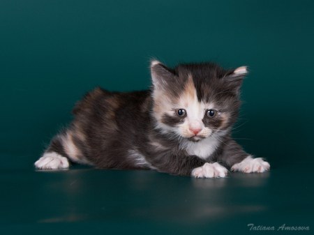 �������������� ������� (6 ����)