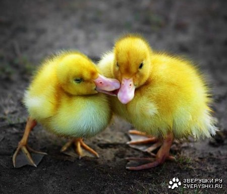 ���������� ;)